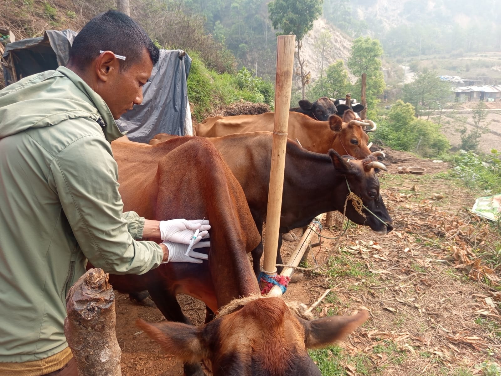 दुई दिनमा ८ सय ५२ पशुलाई लगाईयो खोरेत रोग विरुद्ध खोप